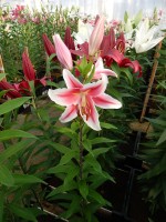 [4276 Paradero Mak No01.JPG]